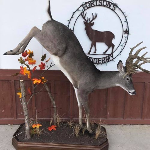 Fortson's Deer Processing & Taxidermy - Robinson TX - 10