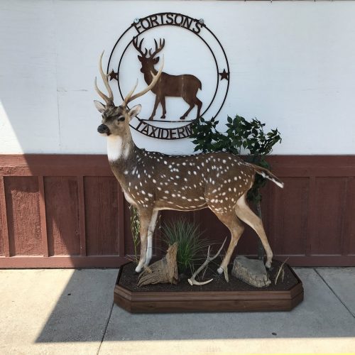 Fortson's Deer Processing & Taxidermy