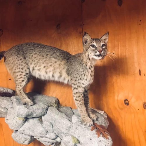 Fortson's Deer Processing & Taxidermy - Robinson TX - 5