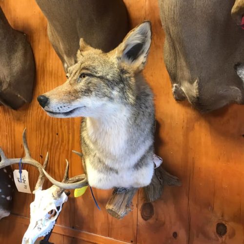 Fortson's Deer Processing & Taxidermy - Robinson TX - 7