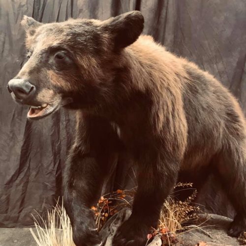 Fortson's Deer Processing & Taxidermy - Robinson TX - 8