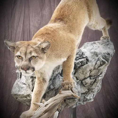 Fortson's Deer Processing & Taxidermy - Robinson TX - 9